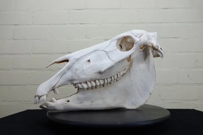Plains Zebra Skull - Equus quagga - 19 cm - 29 cm - 46 cm- Non-CITES species