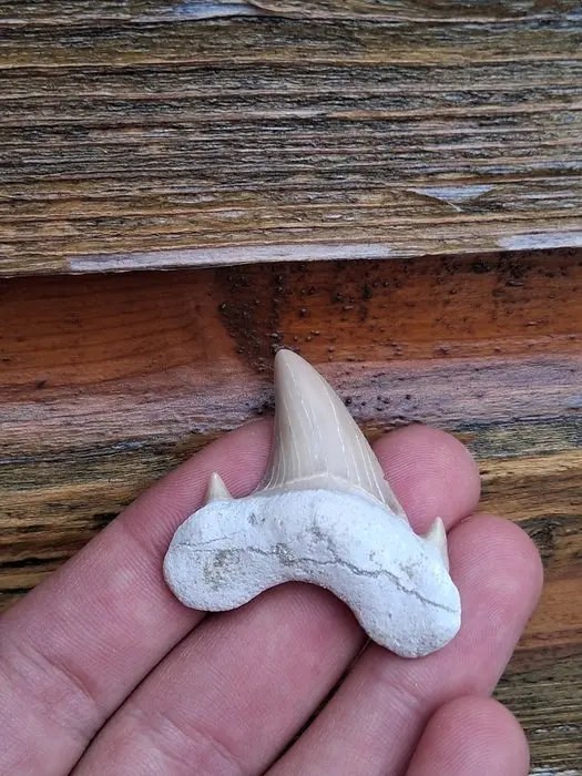 Shark - Fossil tooth - Otodus Obliquus - 4.5 cm - 4 cm (No reserve price)