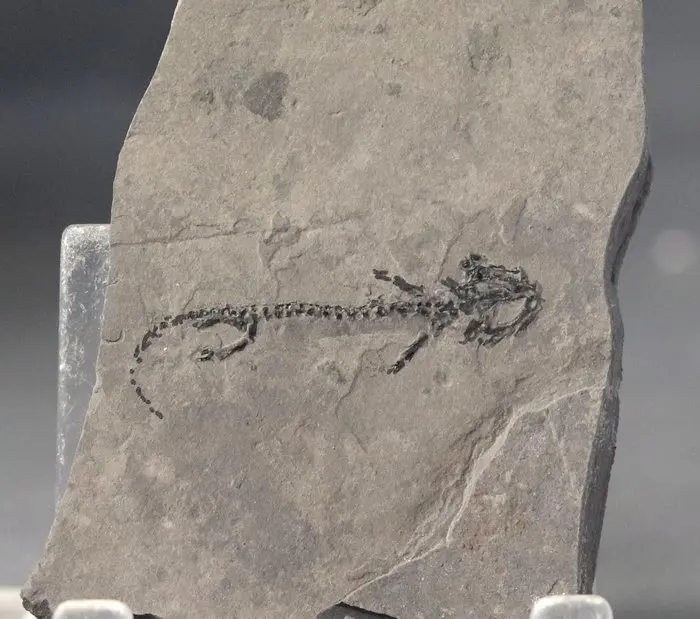 Fine amphibian multiple - On stone - Fossilised animal...