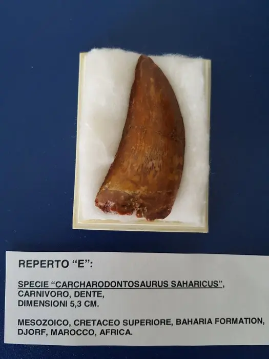 Fossil tooth - Carcharodontosaurus Saharicus - 5.3 cm - 2.5 cm
