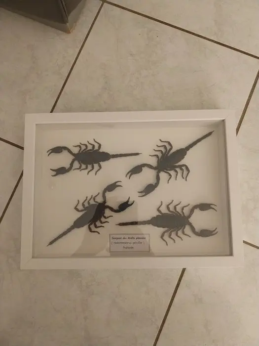 Scorpion Taxidermy full body mount - Heterometrus...