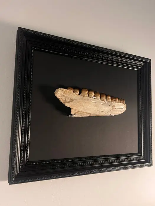 Mosasaur - Fossilised jaw - Globidens sp. - 57 cm - 47 cm