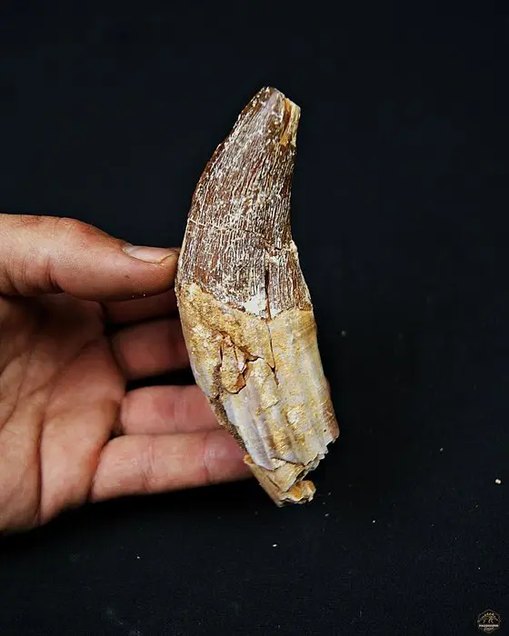Basilosaurus (primitive whale) - Fossil molar - Colmillo...