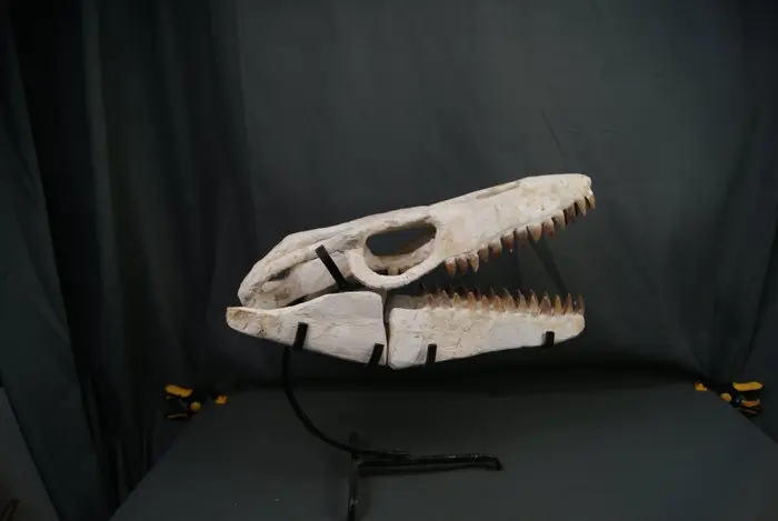 Mosasaur skull - Fossil skull - Mosasaurus