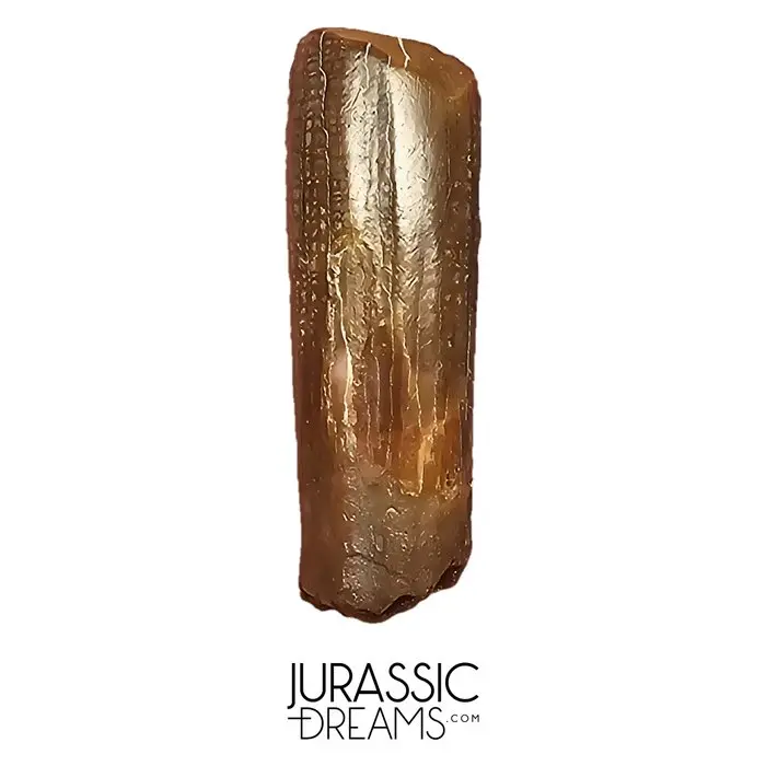 Top Rare Nigersaurus taqueti Rebbachisaurid Sauropod...