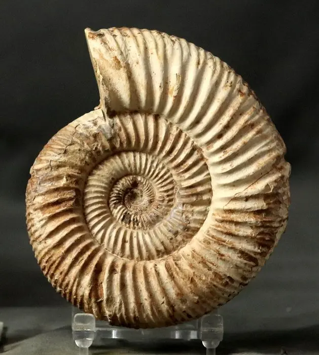Fine ammonite with nice preservation of the 2 sides...