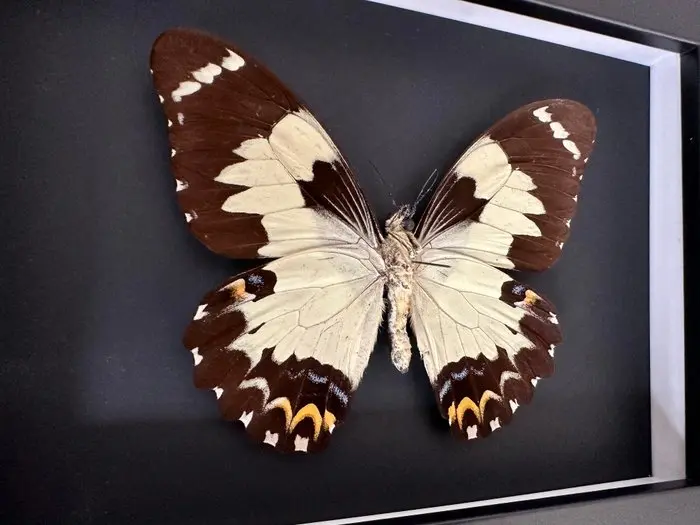 Butterfly Taxidermy full body mount - Euchenor euchenor...