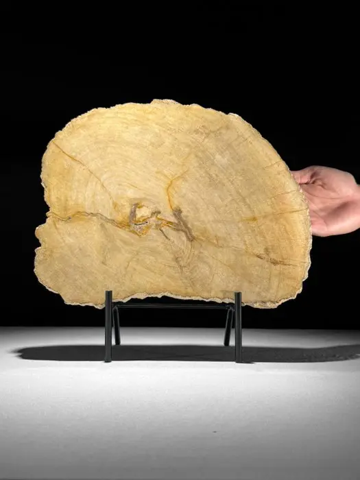C - Beautiful Large Slice of Petrified Wood on a custom...