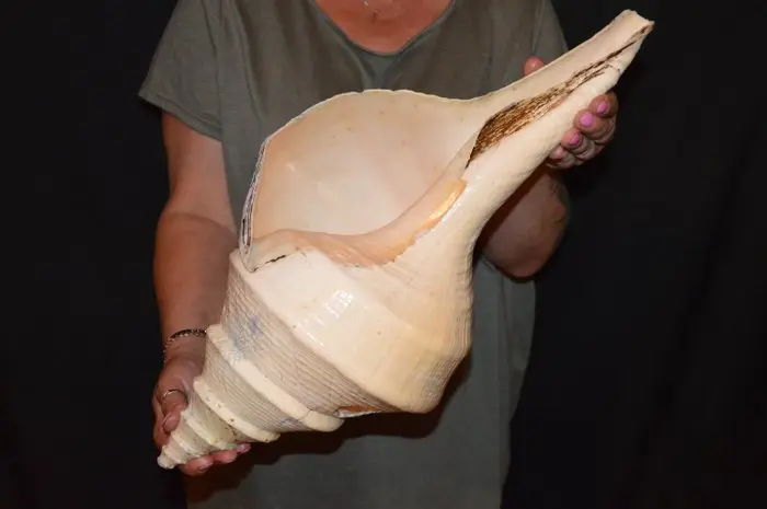 Sea Snail Sea shell - S-448 SYRINX ARUANUS