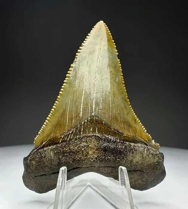 Augustines - Fossil tooth - 5.5 cm - 4.5 cm