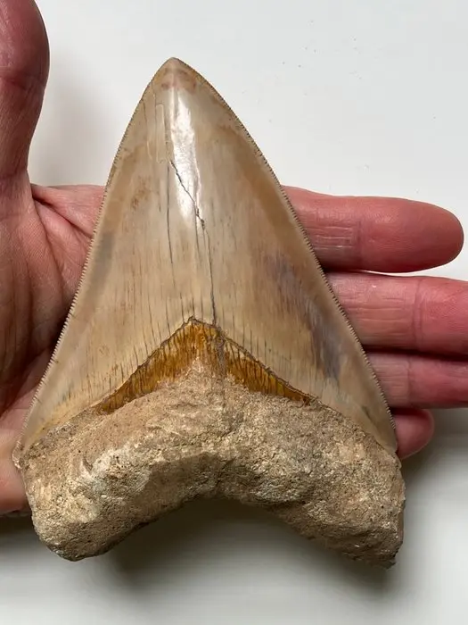 Huge Megalodon tooth 14,0 cm - Fossil tooth - Carcharocles megalodon