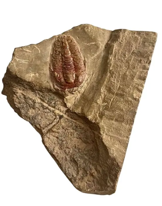 Trilobite - Fossilised animal - Asaphellus sp. (No reserve price)