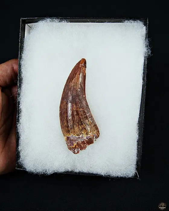Dinosaur - Fossil tooth - Carcharodontosaurus saharicus