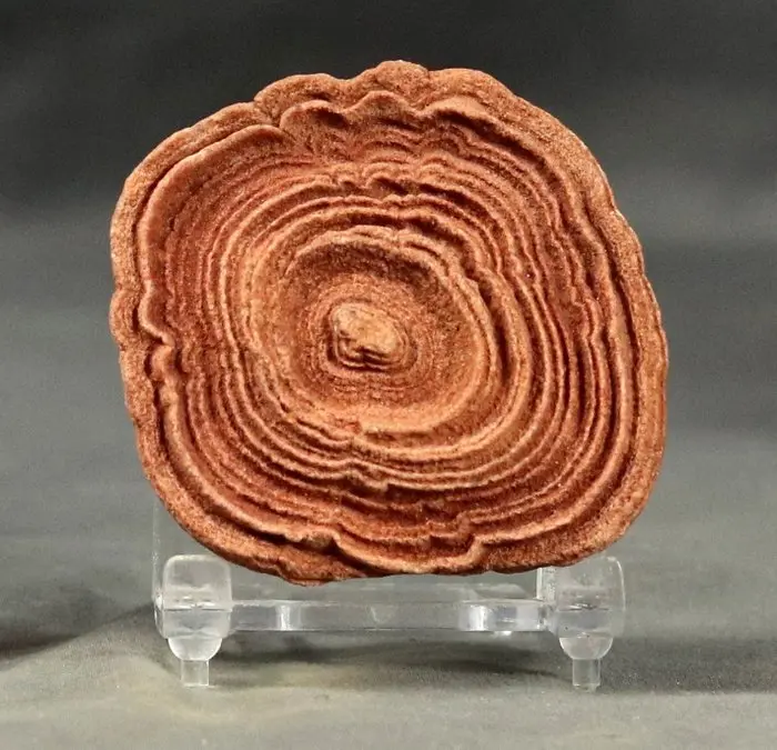 Decorative fossilized stromatolite - Fossilised plant - 7 cm (No reserve price)