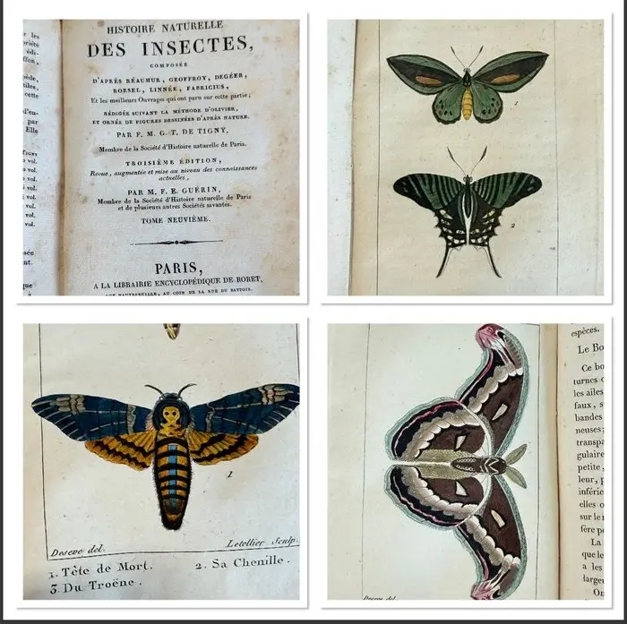 Tigny & Guérin - Histoire naturelle des insectes - 1830