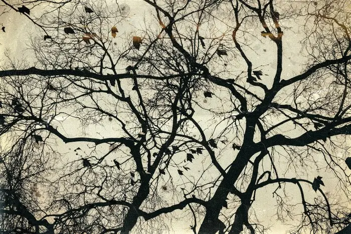 Jorge Omeñaca - Neuronal H