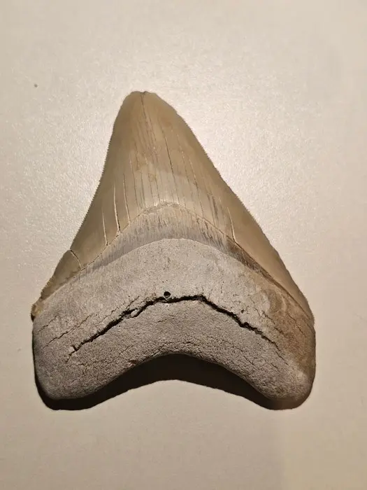 Megalodon - Fossil tooth - lee creek - 10.24 cm - 8.08 cm