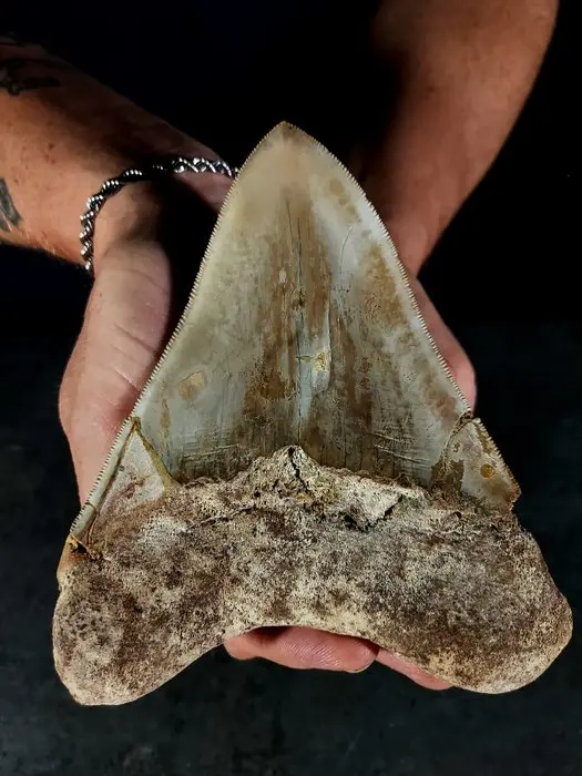 enormous Megalodon tooth - Fossil tooth - otodus megalodon - 139 mm - 113 mm