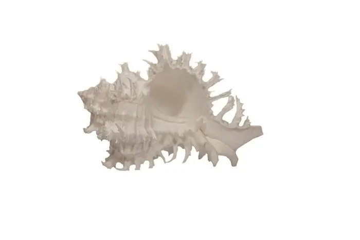 Rare albino Endivia snail: Hexaplex endivia f