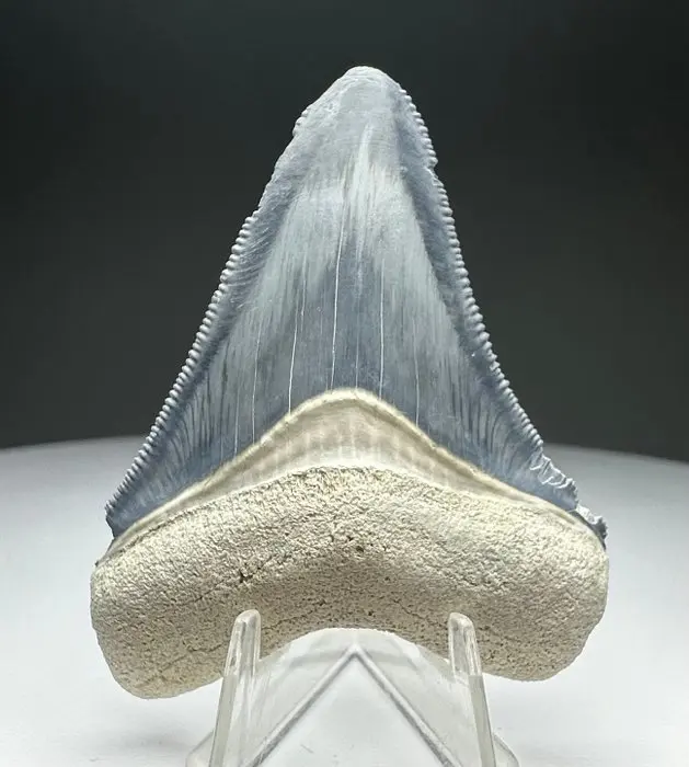 Megalodon - Fossil tooth - 5.5 cm - 4.5 cm
