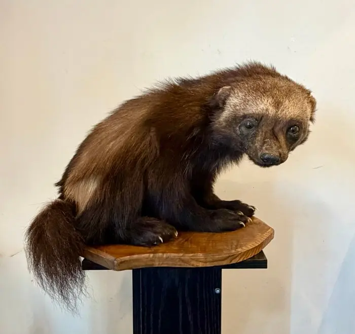 Wolverine Taxidermy full body mount - Gulo gulo - 34 cm...