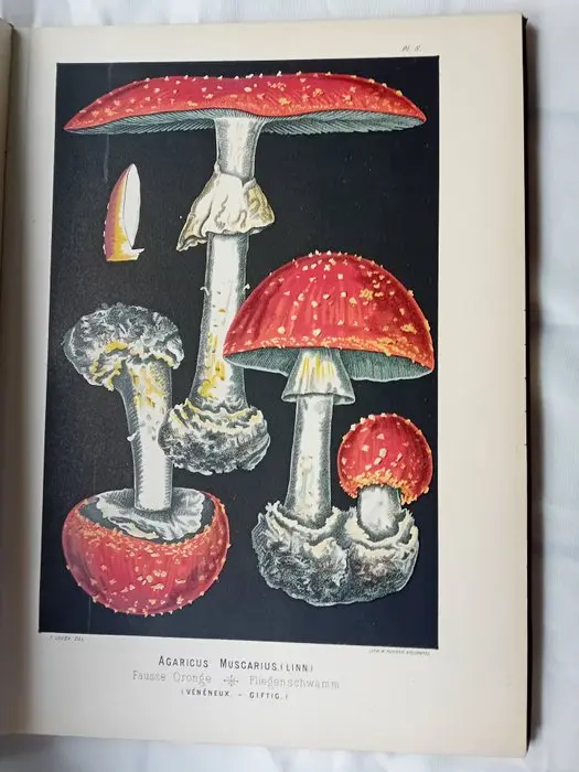 F. Leuba - Les Champignons Comestibles et les Espèces...