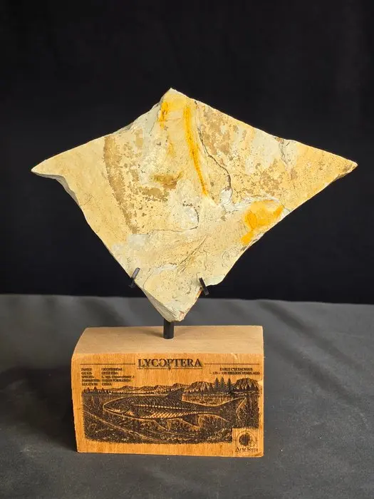 Fish - Fossilised animal - Fossil Fish Plate – Multiple Lycoptera sp