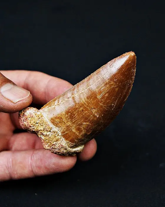 Dinosaur - Fossil tooth - Carcharodontosaurus saharicus