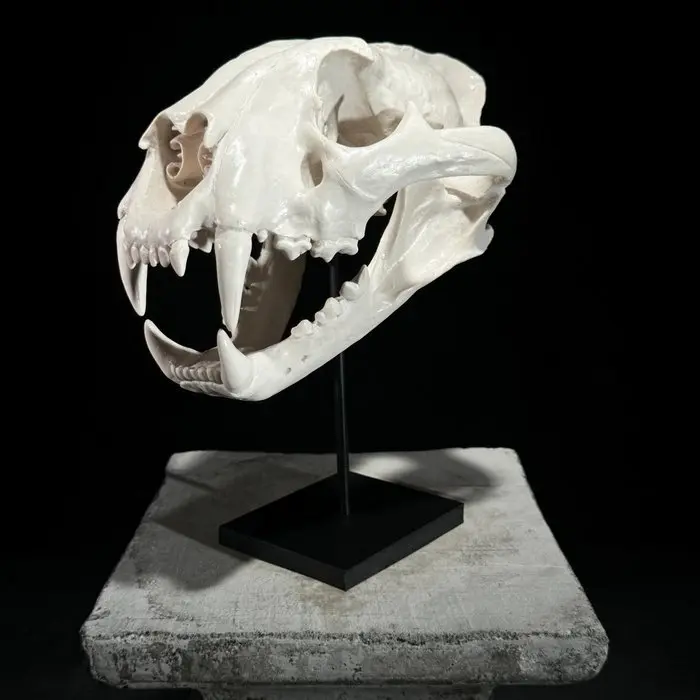 NO RESERVE PRICE - Stunning Tiger Skull Replica on a...