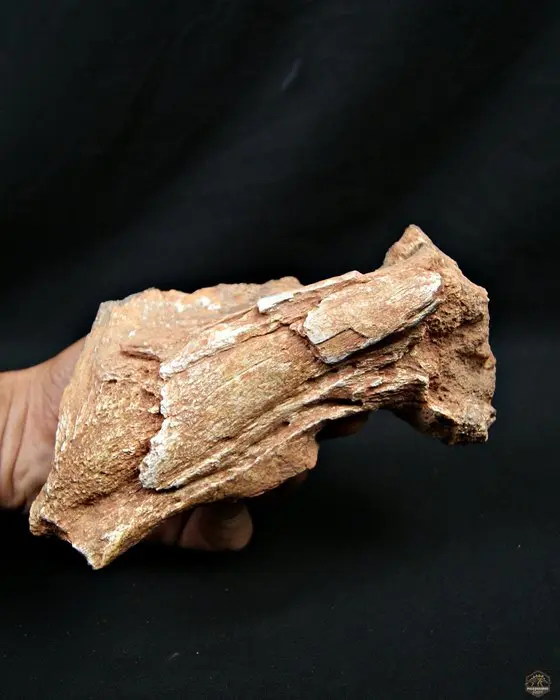 Theropod scapula - Fossil bone