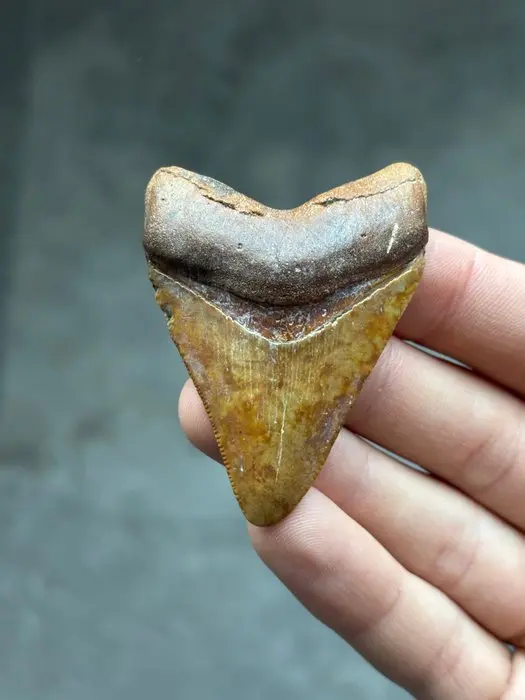 Megalodon - Fossil tooth - Otodus Megalodon - 6.3 cm