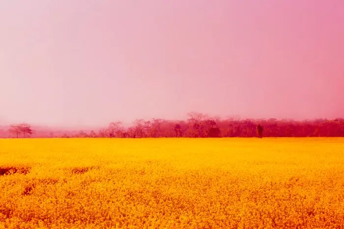 Viet Ha Tran - Yellow flower field in Nepal (2018)