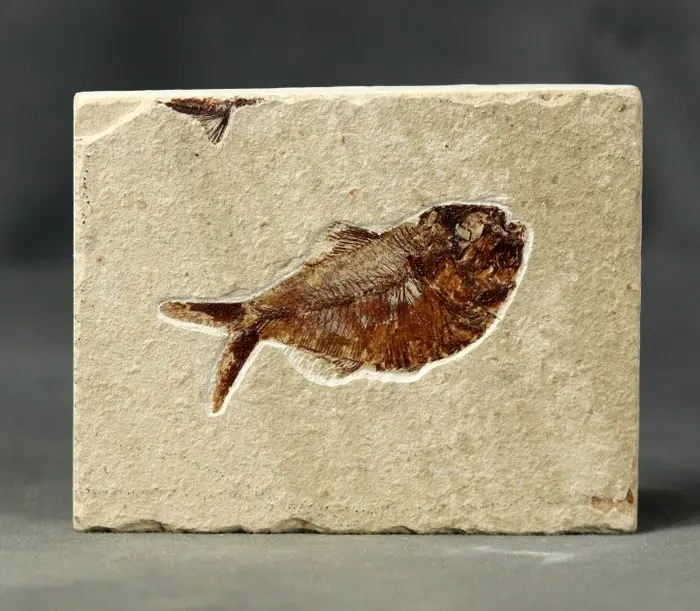 Finest fossil fish on stone - - Fossilised animal...