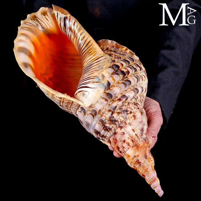 Charonia tritonis – Giant Triton – 403 mm Charonia...