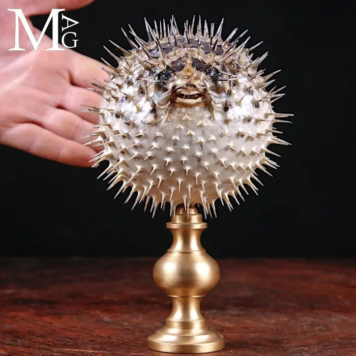 Preserved Pufferfish - Tetraodontidae with Sharp Spines...