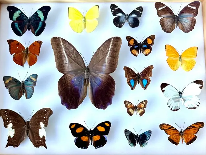 16x exotic Nymphalidae including Eryphanis automedon