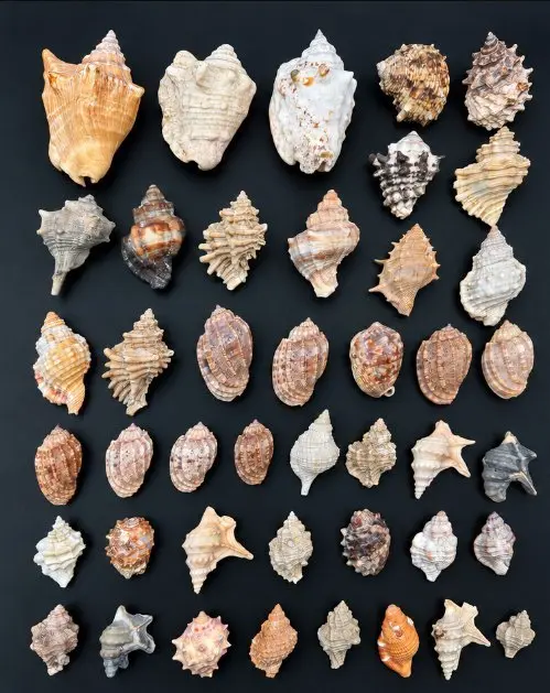 Sea shells / Gastropods Sea shell - Gastropoda (plusieurs...