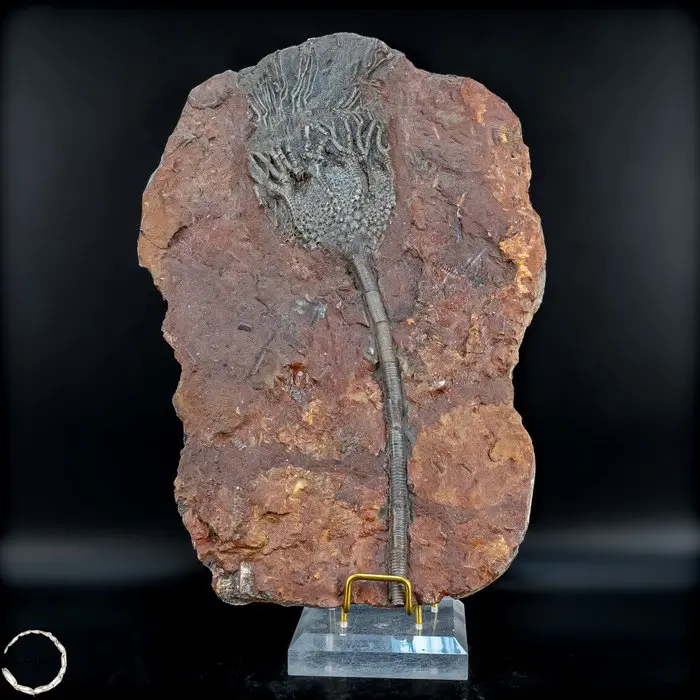 Fossil sea lily (crinoid) – an impressive testament to...