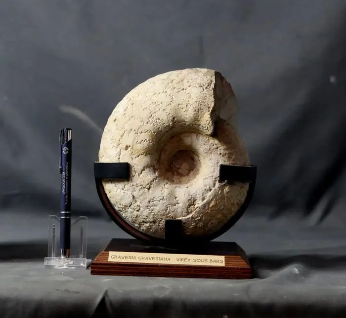 Fine fossil Ammonite - On stand - Fossilised animal...