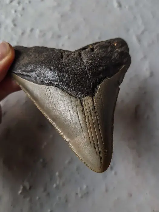 Megalodon - Fossil tooth - 11.5 cm - 9.5 cm