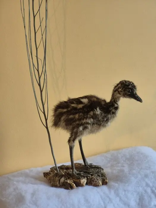 Emu Taxidermy wall mount - Dromaius novaehollandiae...