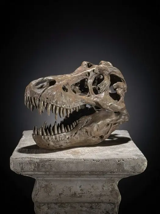 NO RESERVE PRICE - Replica of Dinosaur Skull - Museum...