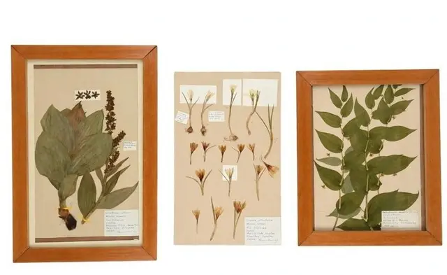 Basil Mandl - Liliaceae Veratrum album + Streptopus amplexifolius - 1976-1980