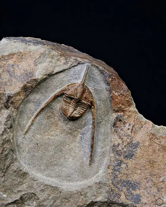 Trilobite - Fossilised animal - Ampyx cf. priscus