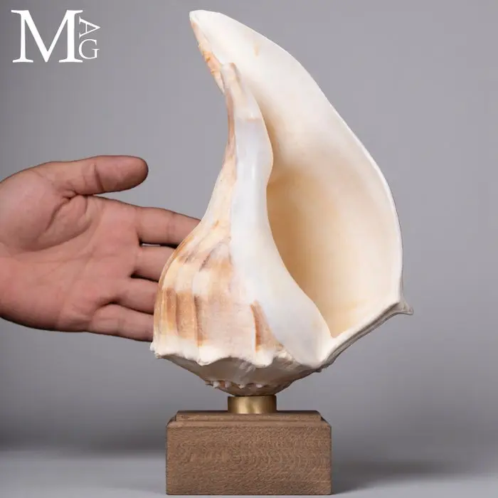 Large Sinistral Busycon Contrarium Shell Natural shell on...