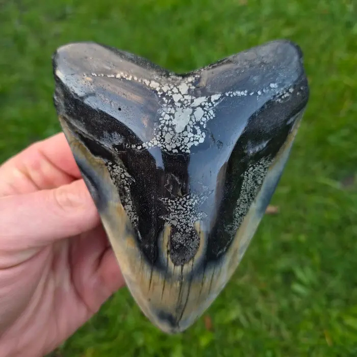 Megalodon - Fossil tooth - 13.7 cm - 10.6 cm