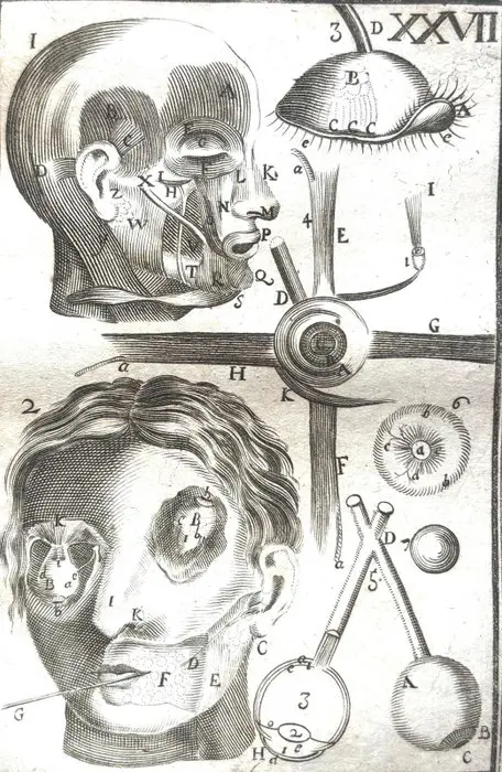 Philippus Verheyen - Corporis Humani Anatomiae - 1734