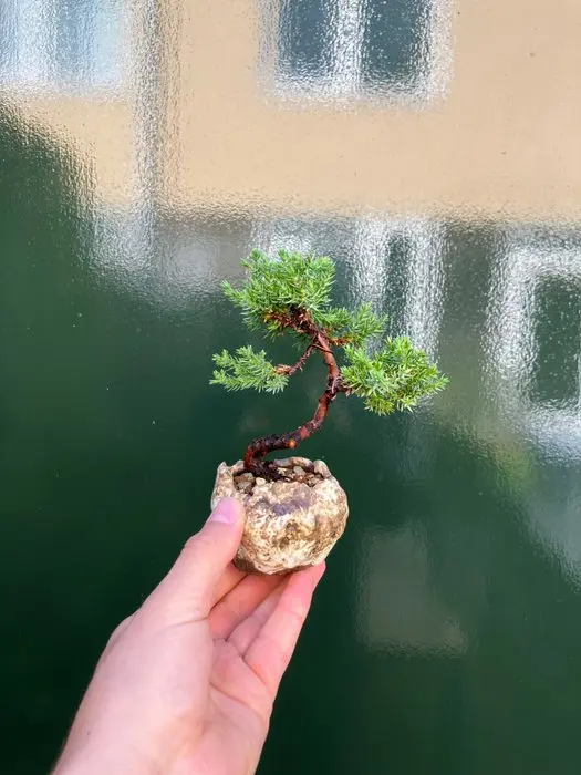 Juniper bonsai (Juniperus) - Height (Tree): 12 cm - Depth...