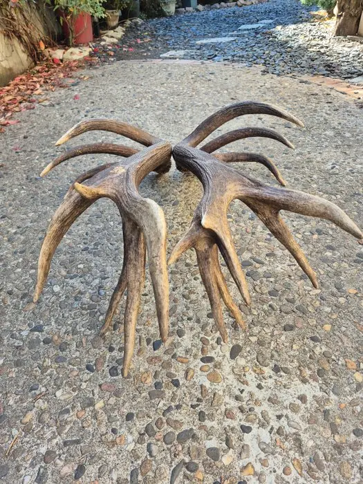 Red Deer Taxidermy wall mount - Cervus elaphus - Mues de...