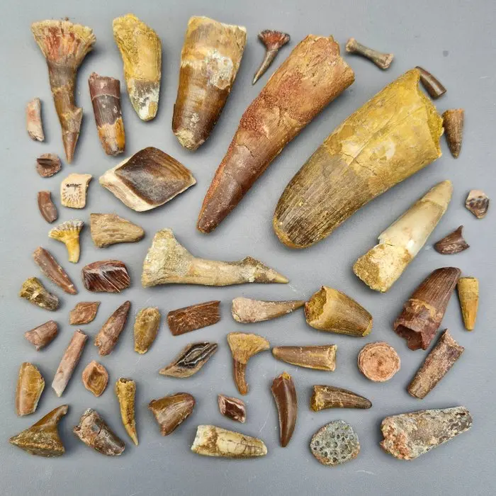 Undetermined collection - Fossil tooth - Dinosaur: Spinosaur